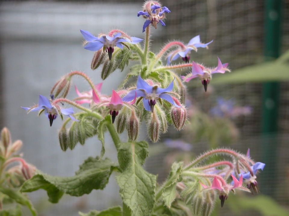 康乃馨的花语,蓝色妖姬的花语,雏菊花语,玫瑰颜色花语,聊城水岸花语