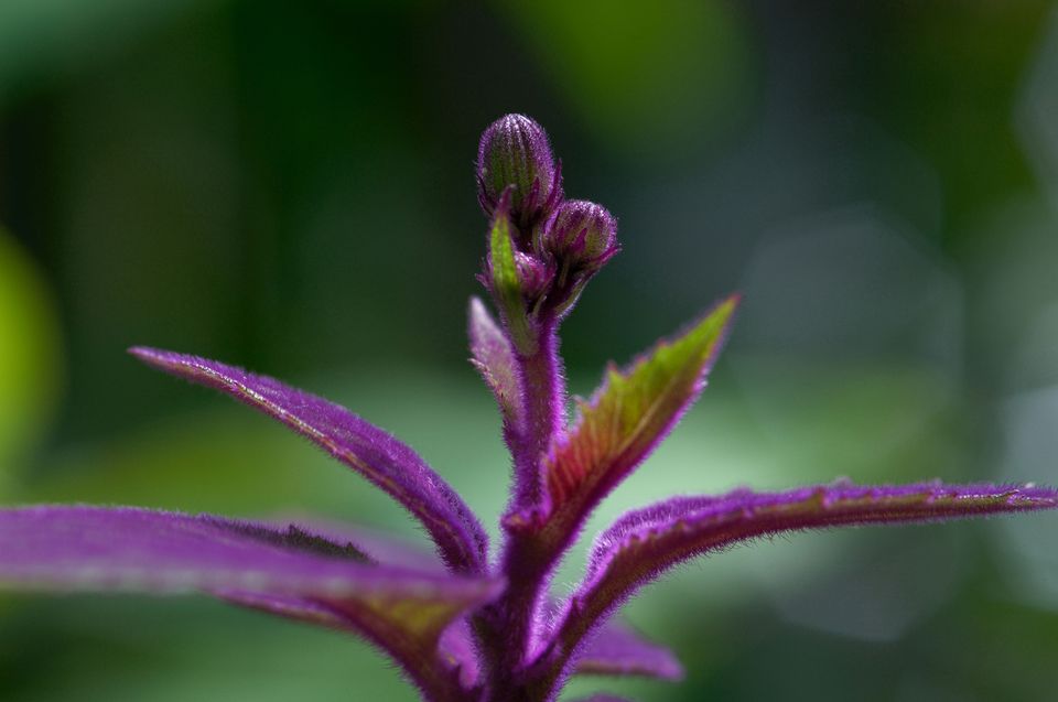 百合花语大全,爱之花语,玫瑰的花语,希望的花语,樱花语师大附小