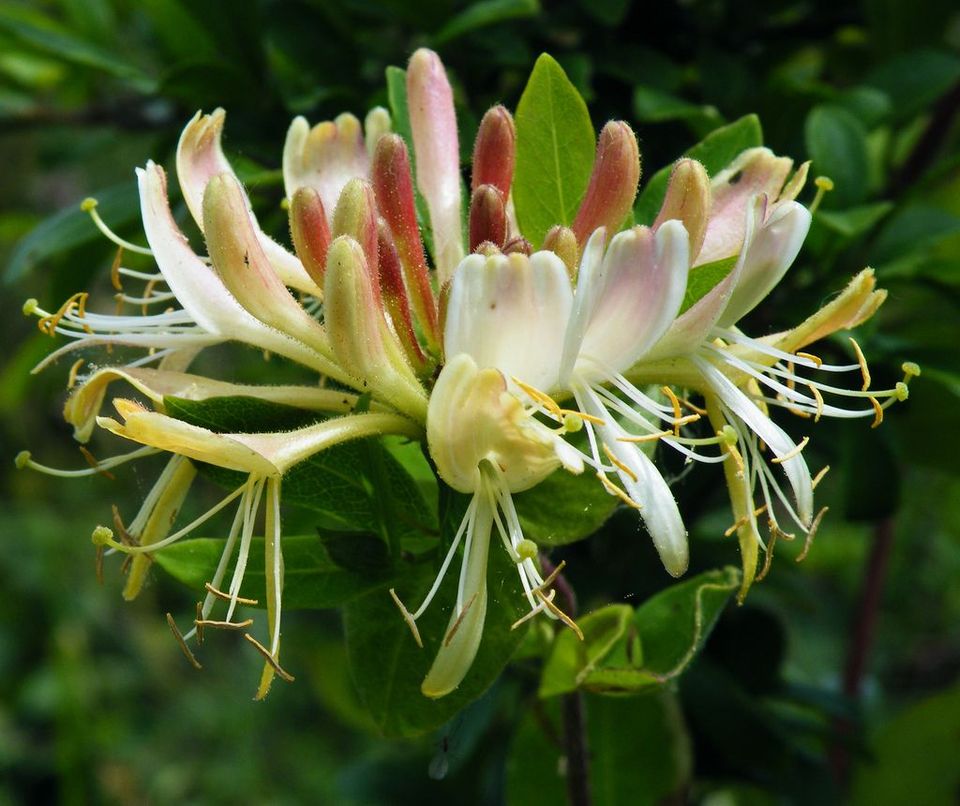 浪漫花语,黄菊花的花语,仙人球的花语,曼珠沙华花语,花语曼珠沙华