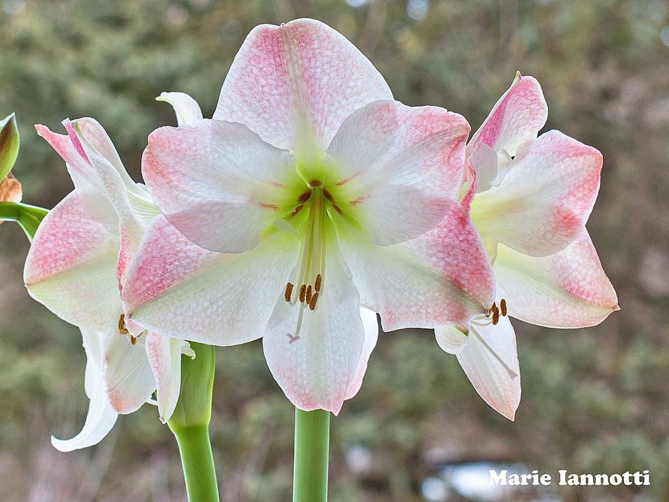 紫玫瑰的花语是什么,观音莲花语,22朵玫瑰花语,洋桔梗花语,花语广场舞