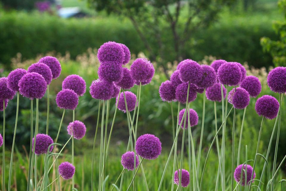 19朵红玫瑰花语,四季花语雅苑,溪岸花语,常见花语,洋桔梗桔梗花语