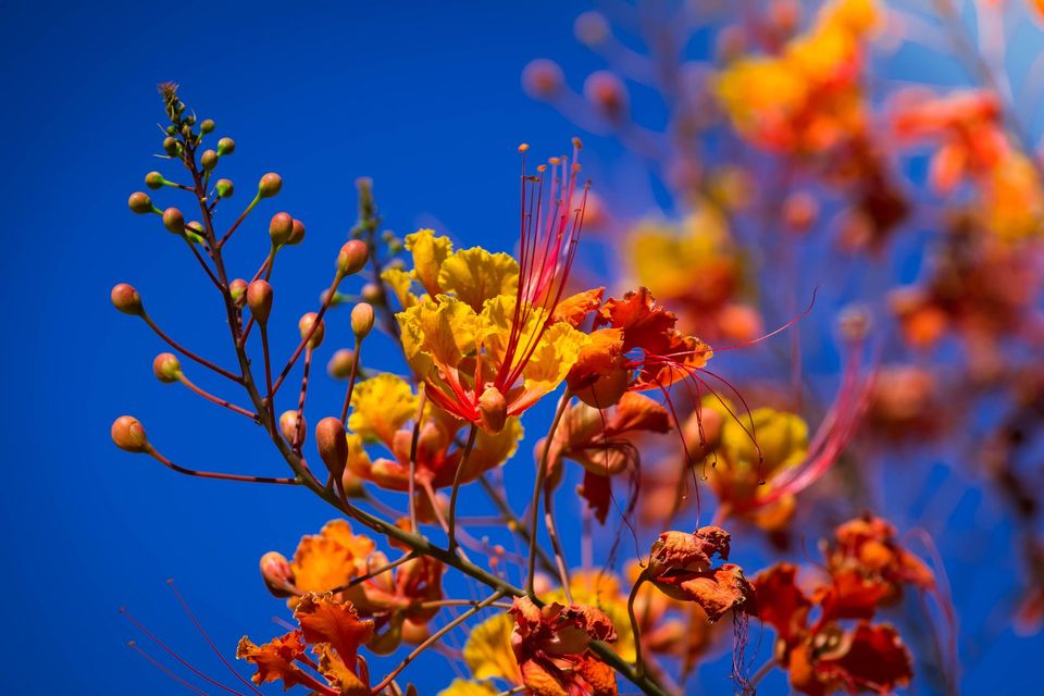 33朵白玫瑰花语,石竹花花语,黑色玫瑰花语,槐花的花语,诗露花语