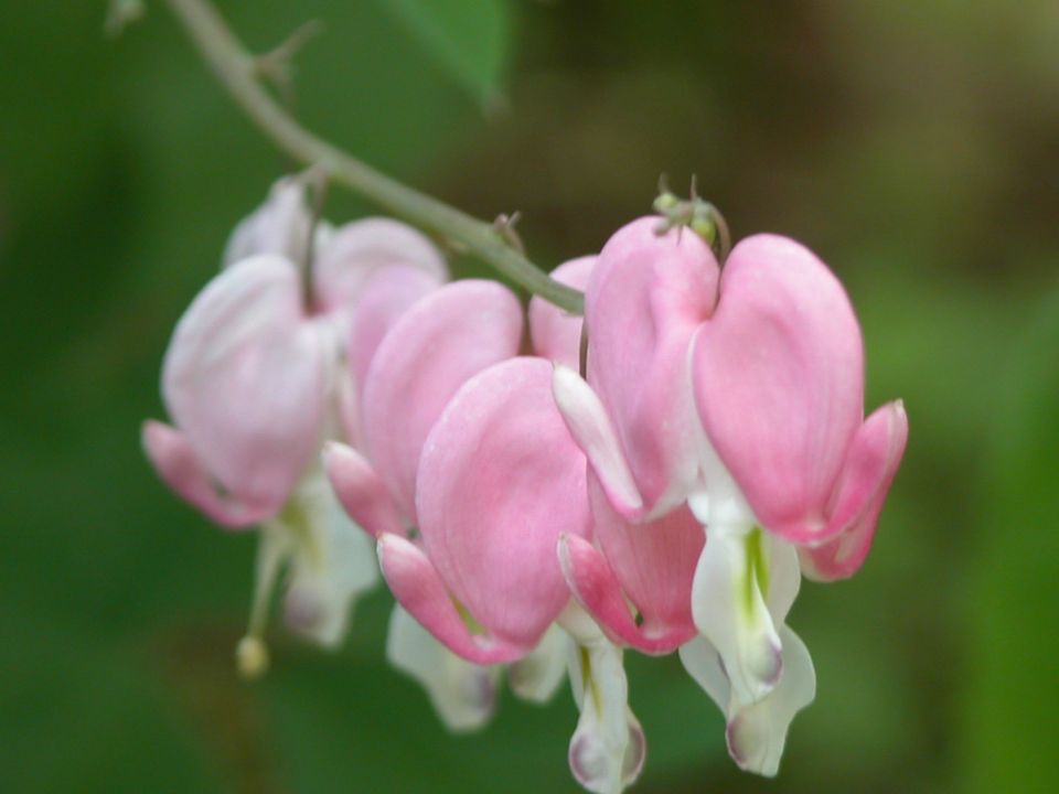 四季花语雅苑,石榴花语,白兰花花语,花语我爱你,思念花语