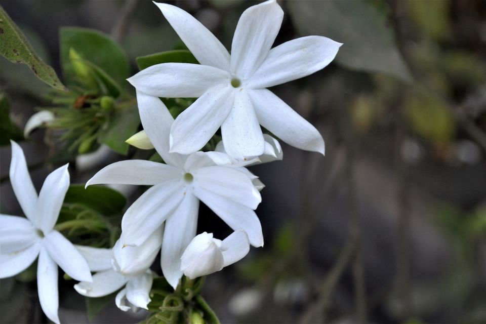 番红花花语,雏菊花语,火鹤花花语,桔梗花花语,花语友情