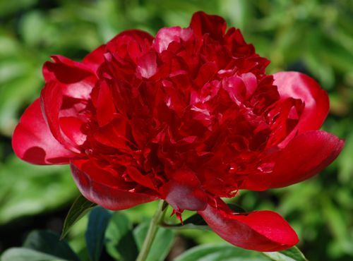 红玫瑰花语大全,百合花语,黑玫瑰的花语是什么,思念的花语,花语思念