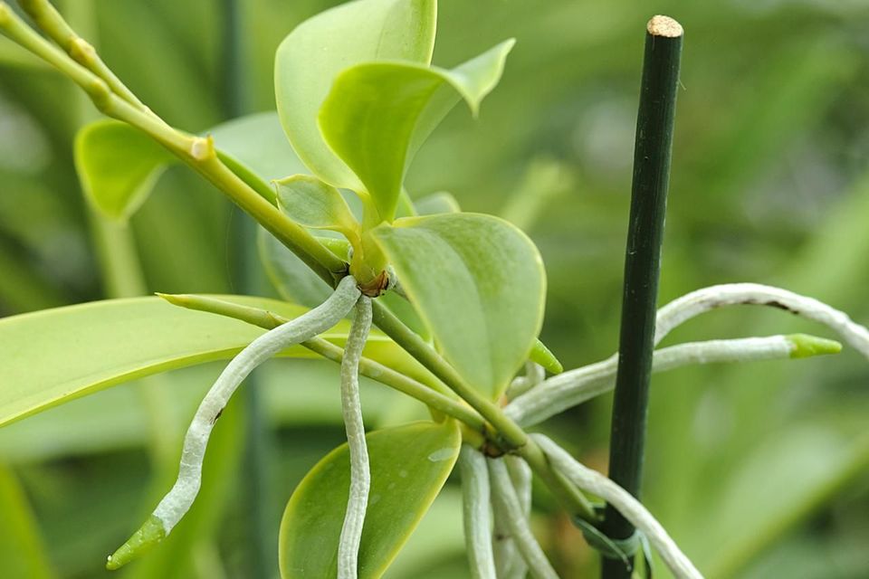 花语月,四叶草的花语,11朵红玫瑰花语,荷花花语,关于花的花语