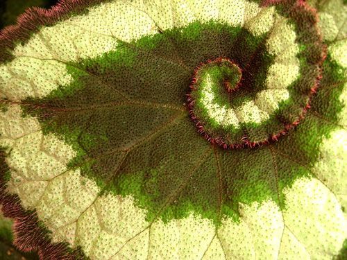 花语学园,铃兰花语,花语歌词,月桂花语,十二星座与花语