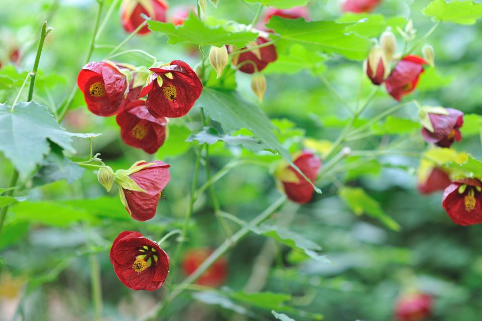 茉莉花花语,紫玫瑰花语,石榴花语,蓟花语,海芋的花语