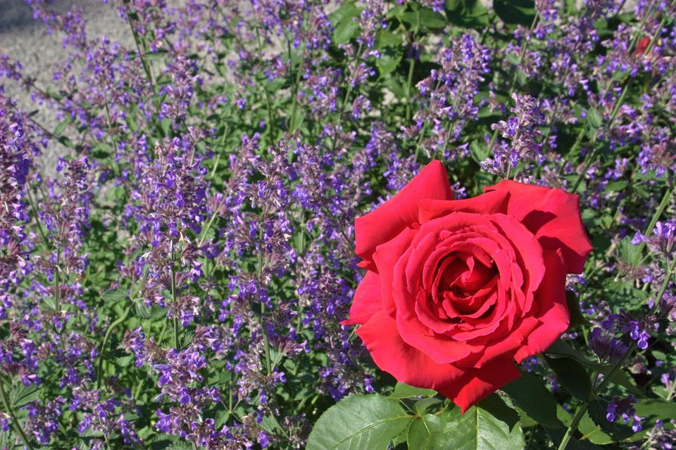 百合花花语,粉色玫瑰花语,情人节玫瑰花语,朋友花语,花花公主的花语