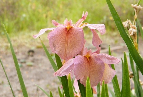 鸢尾花花语大全