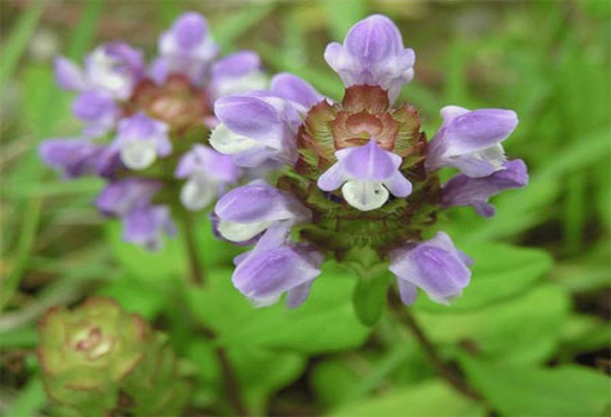 花语大全鉴赏 花语大全带图片