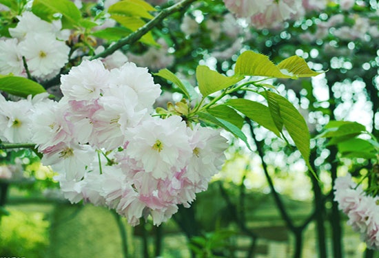 樱花的花语是什么，樱花的寓意有哪些。