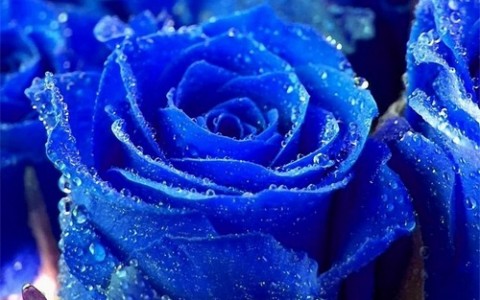 蓝玫瑰花语是什么？蓝玫瑰代表什么意思？
